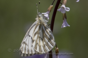 002-06-12-2017_Yellowstone - White, Spring (1)