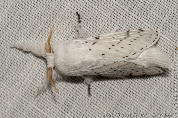 03 5116 BirdNest_2020_03_26 - Moth, Dot-Lined White (Artace cribrarius) (2)
