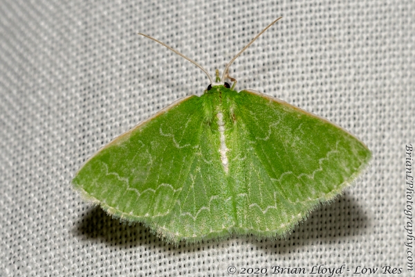 03 5116 BirdNest_2020_03_27 - Moth, Emerald, Southern (2)