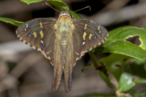 05-25-2017_Leon-EK Phipps - Dorantes Longtail (1)-Fullsized