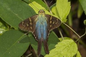 05-25-2017_Leon-EK Phipps - Longtails, Long-tailed Skipper