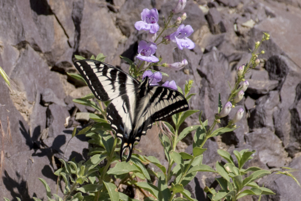 06-07-2017_Salt_Lake_Brighton - Swallowtail, Pale (1)
