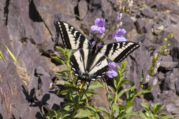 06-07-2017_Salt_Lake_Brighton - Swallowtail, Pale (2)