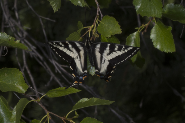 06-07-2017_Salt_Lake_Brighton - Swallowtail, Tiger #1 - small