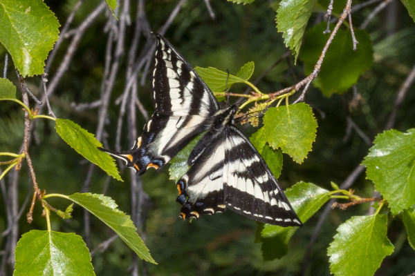 06-07-2017_Salt_Lake_Brighton - Swallowtail, Tiger #1-websized
