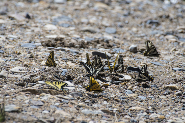 06-07-2017_Salt_Lake_Brighton - Swallowtails, Pale and Western Puddling (1)