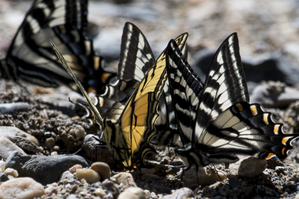06-07-2017_Salt_Lake_Brighton - Swallowtails, Pale and Western Puddling (2)