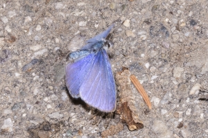 06-07-2017_Salt_Lake_Brighton - Blue, Summer Azure (5)-modified