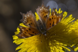 06-07-2017_Salt_Lake_Brighton - Comma, Hoary (1)