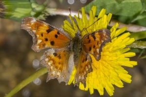 06-07-2017_Salt_Lake_Brighton - Comma, Hoary (11)-modified