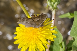 06-07-2017_Salt_Lake_Brighton - Comma, Hoary (12)-modified