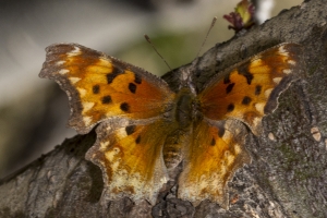06-07-2017_Salt_Lake_Brighton - Comma, Hoary (2)-modified