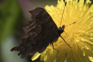 06-07-2017_Salt_Lake_Brighton - Comma, Hoary (2)