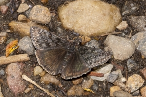 06-07-2017_Salt_Lake_Brighton - Duskywing, Persius (11)-websized