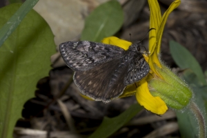 06-07-2017_Salt_Lake_Brighton - Duskywing, Persius (12)