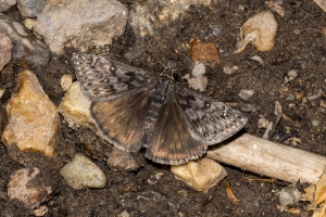 06-07-2017_Salt_Lake_Brighton - Duskywing, Persius (3)-websized
