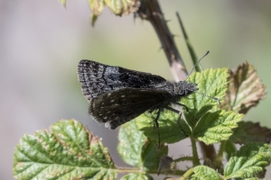 06-07-2017_Salt_Lake_Brighton - Duskywing, Persius or Rocky Mountain Possibly (4)-Fullsized-websized
