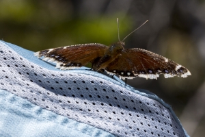 06-07-2017_Salt_Lake_Brighton - Mourning Cloak (10)-modified