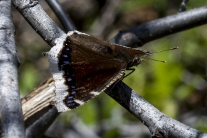 06-07-2017_Salt_Lake_Brighton - Mourning Cloak (11)-modified