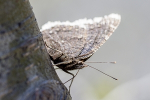 06-07-2017_Salt_Lake_Brighton - Mourning Cloak (14)-modified