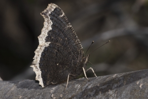 Mourning Cloak 
