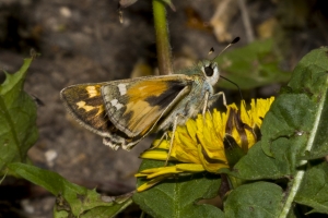 06-07-2017_Salt_Lake_Brighton - Skipper, Juba - Unid-modified