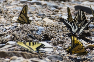 06-07-2017_Salt_Lake_Brighton - Swallowtails, Pale and Western Puddling (1)-websized
