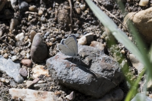 06-07-2017_Salt_Lake_Brighton - Tailed-blue, Western (2)-Fullsized