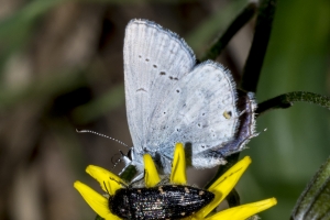 06-07-2017_Salt_Lake_Brighton - Tailed-Blue, Western (3)-modified