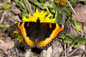 Milbert's Tortoiseshell