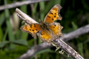 Hoary Comma