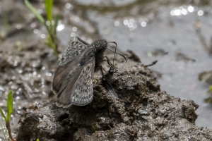 06-08-2017_Travel to Driggs - Duskywing, Afranius (5)-websized