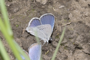 06-08-2017_Travel to Driggs - Tailed-blue, Western-modified