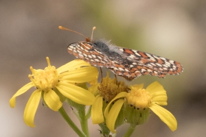 06-09-2107_GrandTetonsNP - Checkerspot, Edith's (Potholes Turnout) (1)-modified