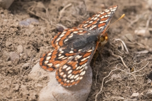 06-09-2107_GrandTetonsNP - Checkerspot, Edith's (Potholes Turnout) (3)-modified