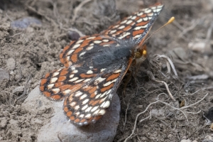 06-09-2107_GrandTetonsNP - Checkerspot, Edith's (Potholes Turnout) (3)-stacked 3,6,9