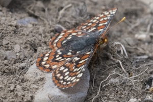 06-09-2107_GrandTetonsNP - Checkerspot, Edith's (Potholes Turnout) (9)-modified