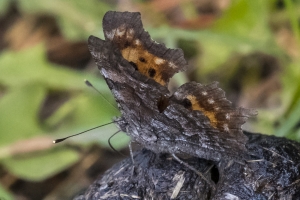 06-09-2107_GrandTetonsNP - Comma, Green (Lupine Meadows) (11)-modified