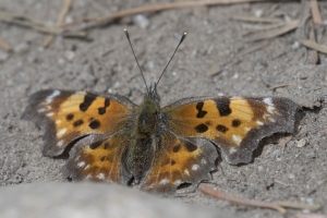 06-09-2107_GrandTetonsNP - Comma, Green (Lupine Meadows) (3)-websized
