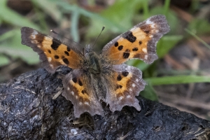 06-09-2107_GrandTetonsNP - Comma, Green (Lupine Meadows) (9)-modified