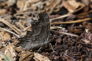 06-09-2107_GrandTetonsNP - Comma, Hoary (Lupine Meadows) (14)-Fullsized