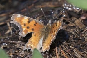 06-09-2107_GrandTetonsNP - Comma, Hoary (Lupine Meadows) (4)-modified