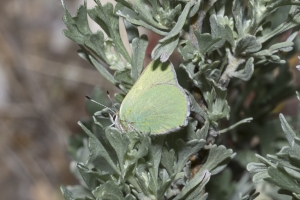 06-09-2107_GrandTetonsNP - Hairstreak, Bramble (Potholes Turnout) (11)-Fullsized-websized
