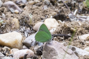 06-09-2107_GrandTetonsNP - Hairstreak, Bramble (Potholes Turnout) (3)-Fullsized-websized