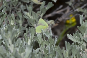 06-09-2107_GrandTetonsNP - Hairstreak, Bramble (Potholes Turnout) (7)-Fullsized-websized