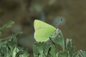 06-09-2107_GrandTetonsNP - Hairstreak, Bramble (Potholes Turnout) (9)-Fullsized-websized