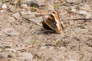 06-09-2107_GrandTetonsNP - Tortoiseshell, Milbert's (Lupine Meadows) (2)-Fullsized