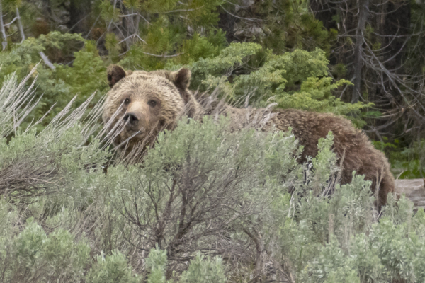 06-10-2017_DeathCanyonTets_Yellowstone - Bear, Grizzly (136)-websized_1