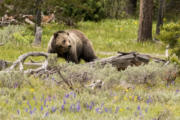 06-10-2017_DeathCanyonTets_Yellowstone - Bear, Grizzly (81)-websized