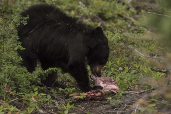 06-11-2017_YellowstoneNP - Bear, Black (Black morph) (1)-websized